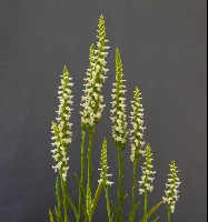 Spiranthes cernua 'Chadds Ford'